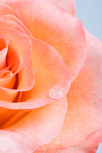 Beautiful pink and orange rose. Flower petals with wavy edges