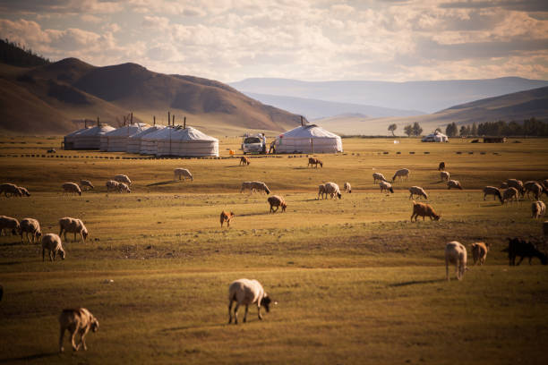 Mongolian yurts on a field stock photo