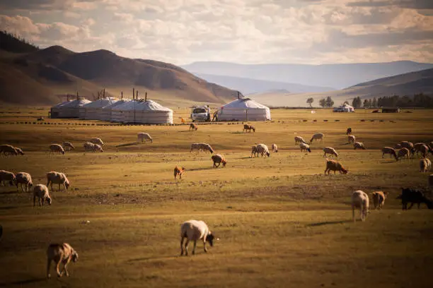 Color image of some Mongolian yurts on a field.