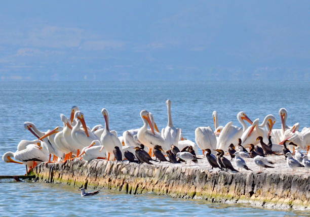 istock American White Pelicans at Lake Chapala, Mexico 914838878