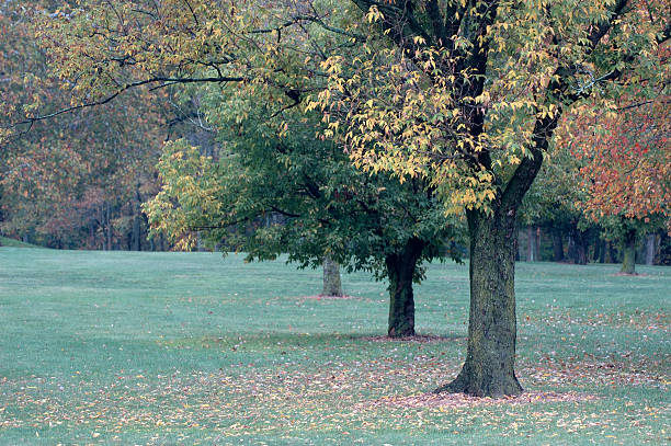 istock Autumn Colors in Park 91483917