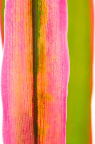istock pink leaves of cordyline 914839894