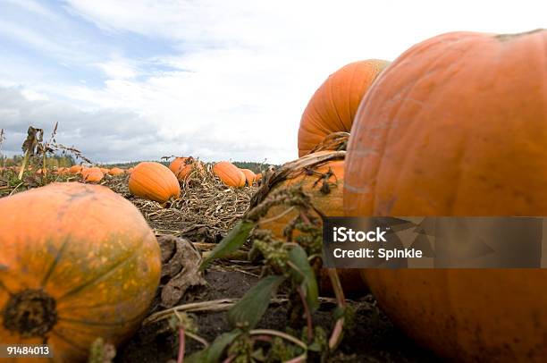 Foto de Plantação De Abóboras Ii e mais fotos de stock de Moranga - Cucúrbita - Moranga - Cucúrbita, Abóbora, Agricultura