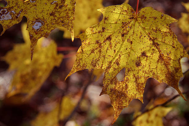 Fall Leaf III stock photo