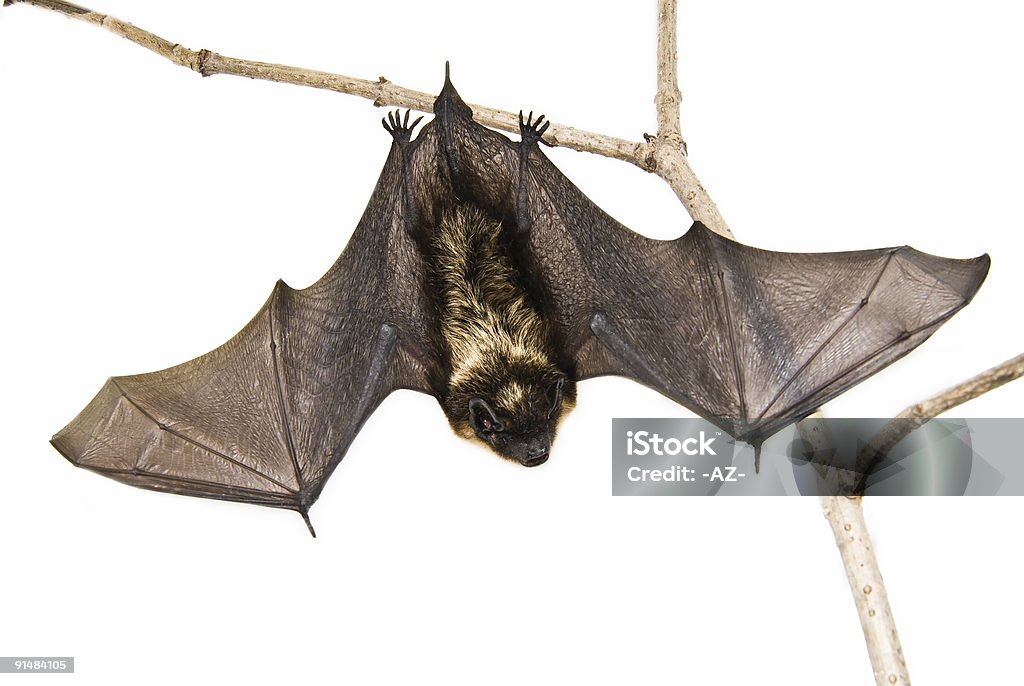 작은가 브라운 방망이 앉아 지점 (격리됨에 - 로열티 프리 박쥐 스톡 사진
