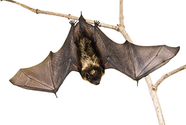 A small brown bat hanging upside down on a branch stock photo