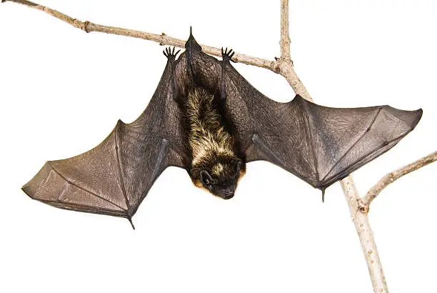 Photo of A small brown bat hanging upside down on a branch
