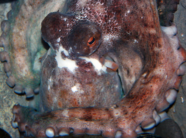 pulpo - cupule fotografías e imágenes de stock