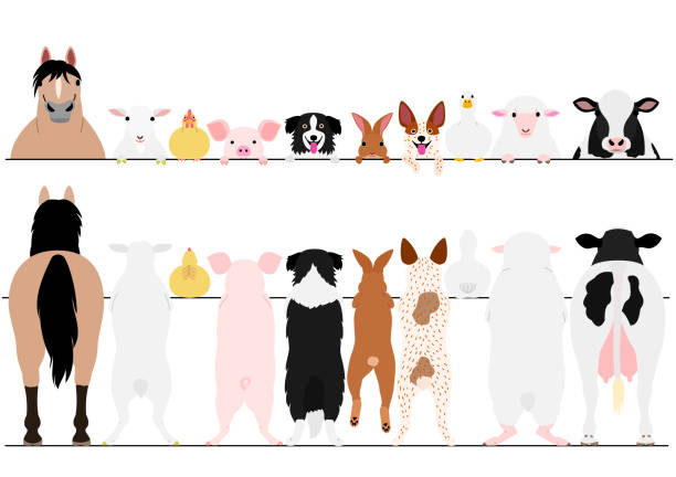 ilustrações de stock, clip art, desenhos animados e ícones de standing farm animals front and back border set - animal head illustrations