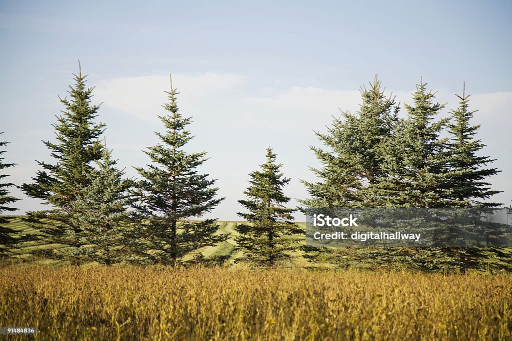 Evergreens en campo - Foto de stock de Agricultura libre de derechos