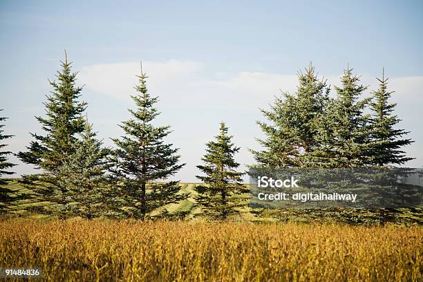 Evergreens En Campo Foto de stock y más banco de imágenes de Agricultura - Agricultura, Aire libre, Campo - Tierra cultivada