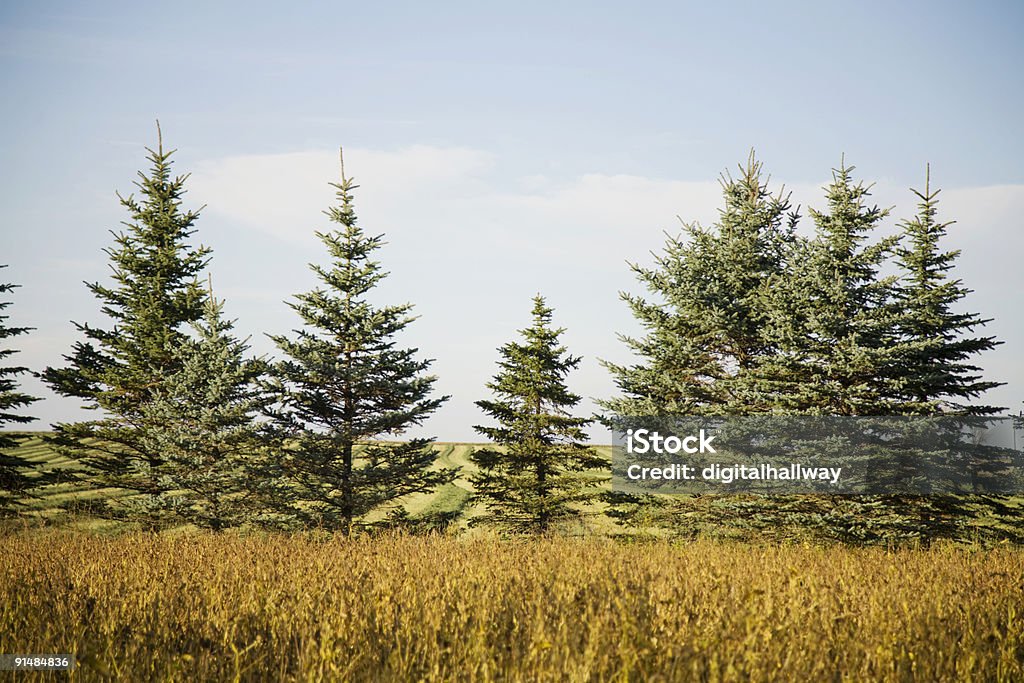 Evergreens em Campo - Royalty-free Agricultura Foto de stock