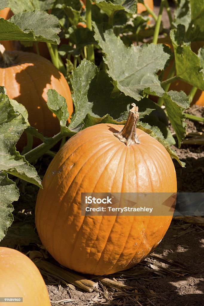 Pumpkins at the Pumpkin Patch  Agriculture Stock Photo