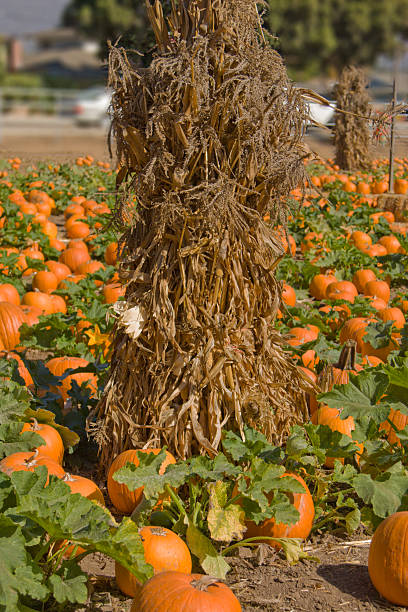 Pumpkins and Corn Husks stock photo