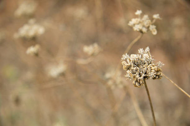 istock Close up of Single Plant 914849844