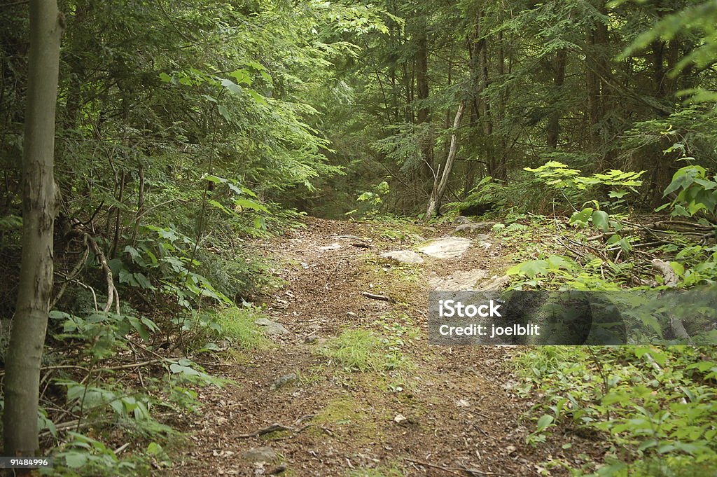 Sendero en el bosque silvestre canadiense - Foto de stock de Bosque libre de derechos