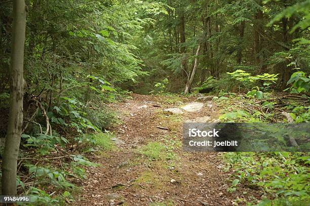 Sendero En El Bosque Silvestre Canadiense Foto de stock y más banco de imágenes de Bosque - Bosque, Ontario - Canadá, Verano