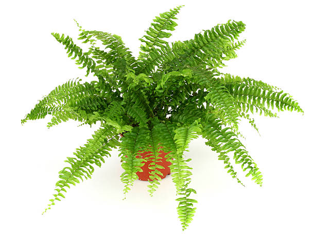 istock Fern in a pot isolated on white 91485072