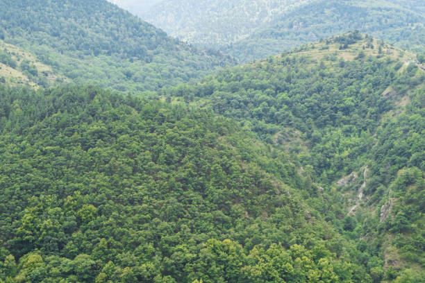 istock Forest in Midi-Pyrenees, France 914851178