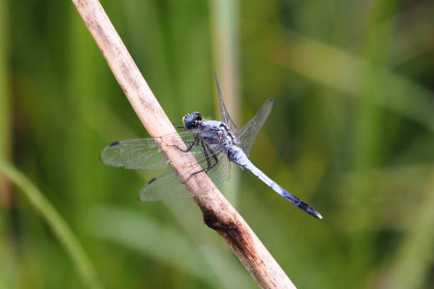 istock Common skimmer dragonfly in Japan 914851302