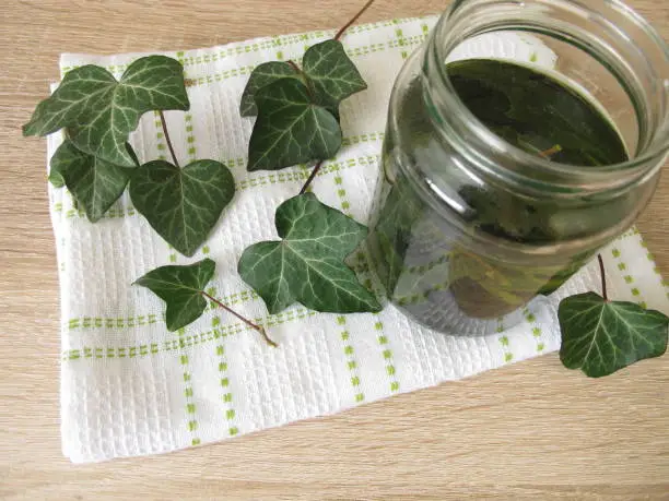 Laundry detergent or dishwashing liquid from ivy leaves - Waschmittel oder Spülmittel aus Efeu Blättern