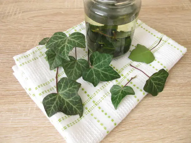 Laundry detergent or dishwashing liquid from ivy leaves - Waschmittel oder Spülmittel aus Efeu Blättern