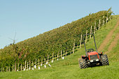 Vineyard on a steep slope -  tractor in foreground