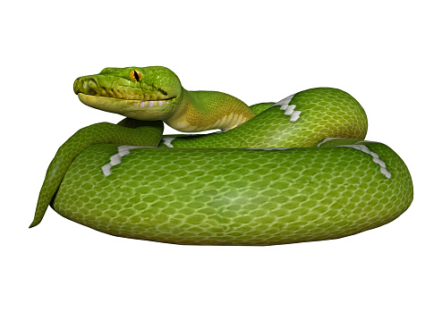 3D digital render of a green python isolated on white background