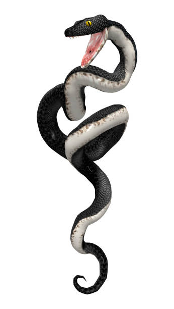 istock 3D rendering southern black racer snake on white 914852800