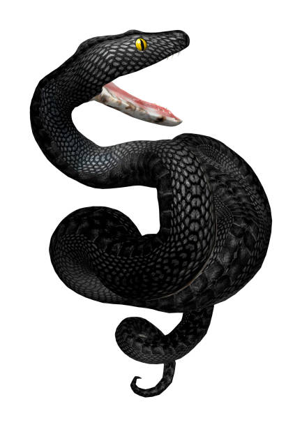 3D rendering southern black racer snake on white