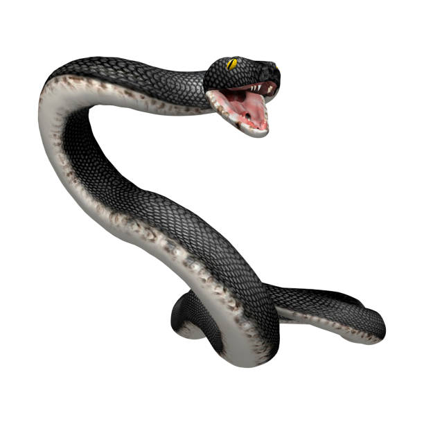 istock 3D rendering southern black racer snake on white 914852828