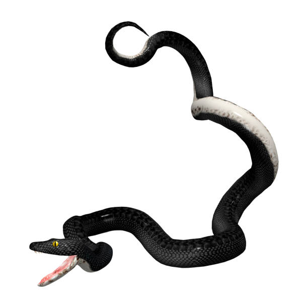 istock 3D rendering southern black racer snake on white 914852848