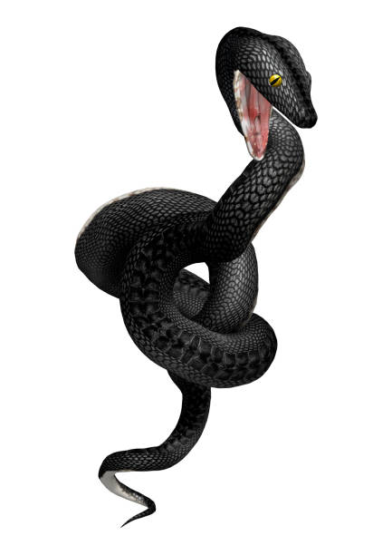 istock 3D rendering southern black racer snake on white 914852850