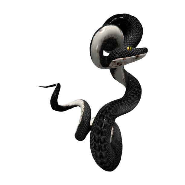 istock 3D rendering southern black racer snake on white 914852884