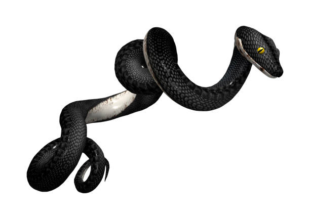 istock 3D rendering southern black racer snake on white 914852904