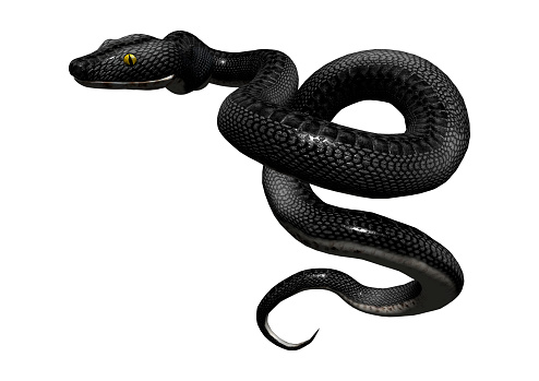 3D rendering of a southern black racer snake isolated on white background