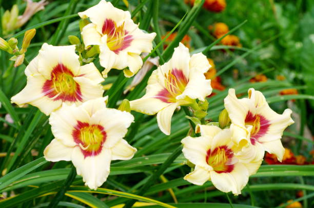 istock Blooming flowers daylily (lat. Hemerocаllis) 914855322
