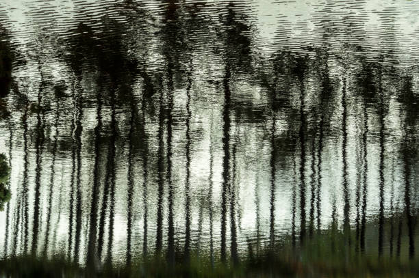 istock Reflection of trees in the water 914855342