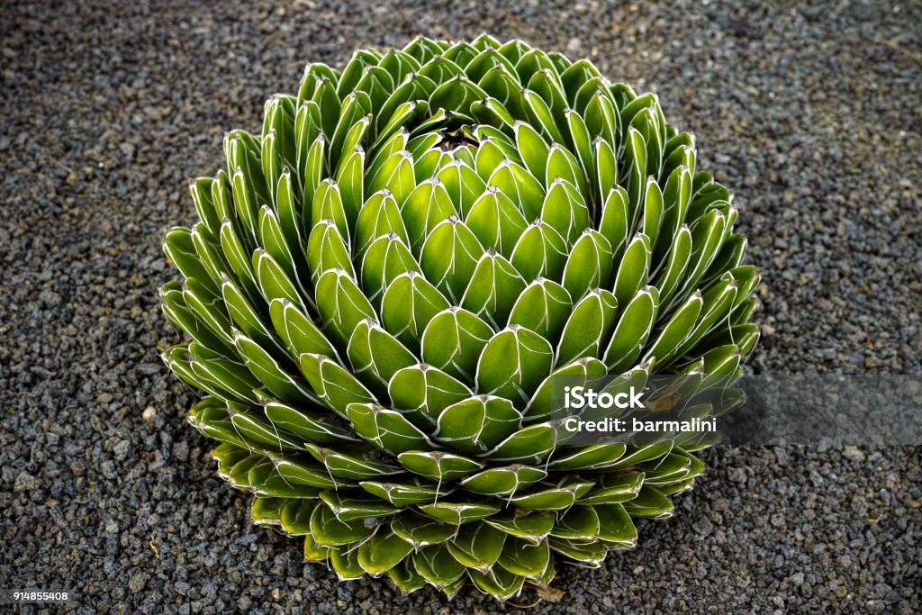 용 설 란 Victoriaereginae 빅토리아 여왕 용 설 란 로얄 Agave 즙이 많은 꽃 다년생 식물의 작은 종 0명에 ...