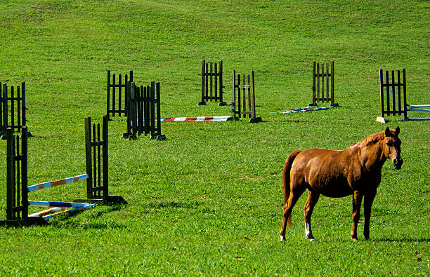 istock Equestrian Horse standing in Equestrian Event in grassy field 91485758