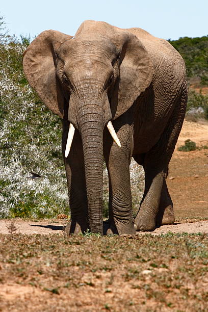 istock Bull elephant in the road 91485804