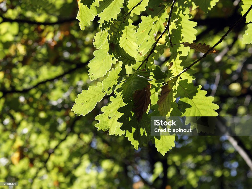 Folhas de Carvalho - Royalty-free Abstrato Foto de stock