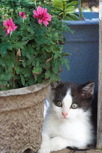 istock Portrait of a kitten 91486577