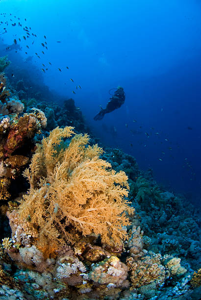 istock Woman scubadiver behind soft coral 91486625