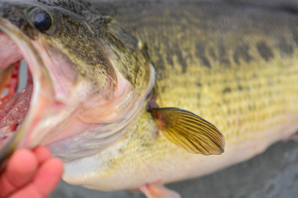 istock Big largemouth bass on ice 914866990