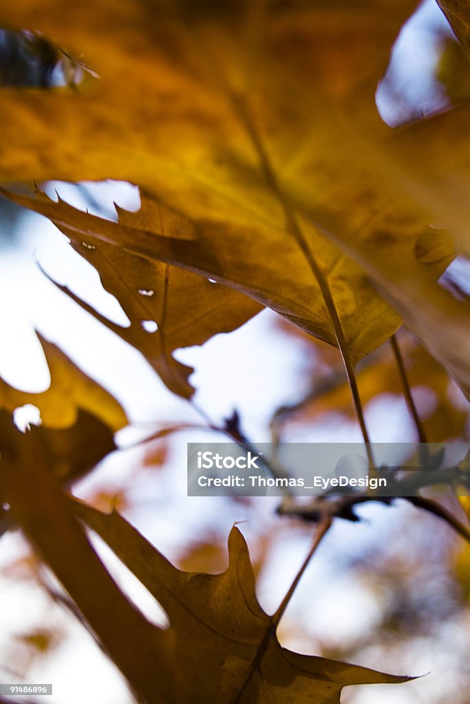 Autumn Leaves Series  Abstract Stock Photo