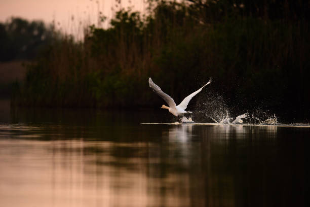 side view of white swan flying in the wind in sunrise time.