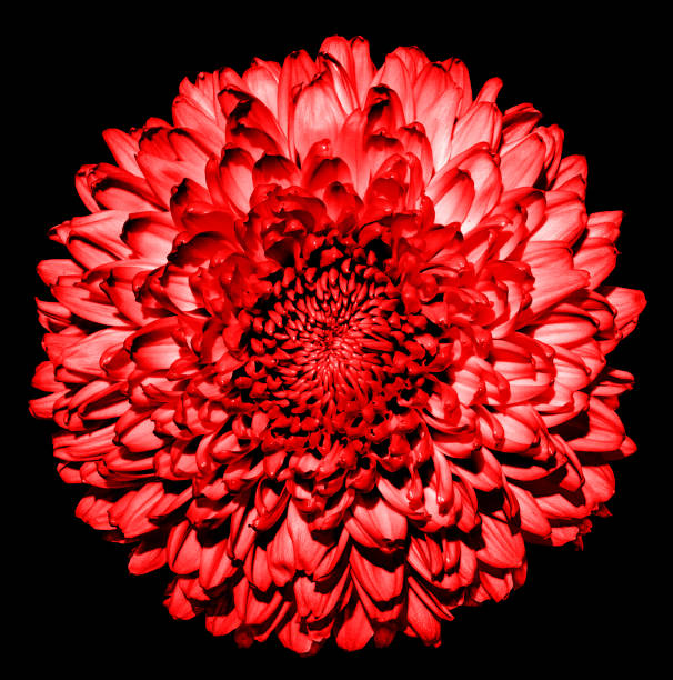 istock Surreal dark red chrysanthemum (golden-daisy) flower macro isolated on black 914872084