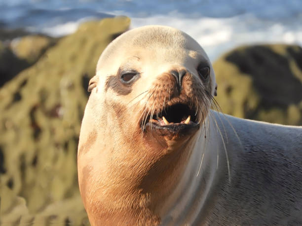 Angry Sea Lion stock photo