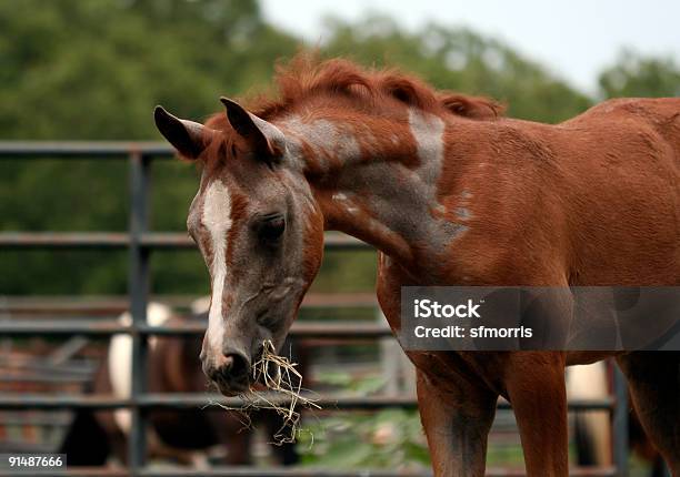 Cambio De Colores Foto de stock y más banco de imágenes de Abrigo - Abrigo, Caballo - Familia del caballo, Cambio